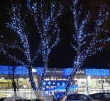 Новогоднее оформление деревьев, украшение деревьев гирляндой LED String lite синий светодиод  » Кликните для увеличения ->