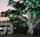 Новогоднее оформление деревьев, украшение деревьев гирляндой LED String lite (холодный белый)  » Кликните для увеличения ->